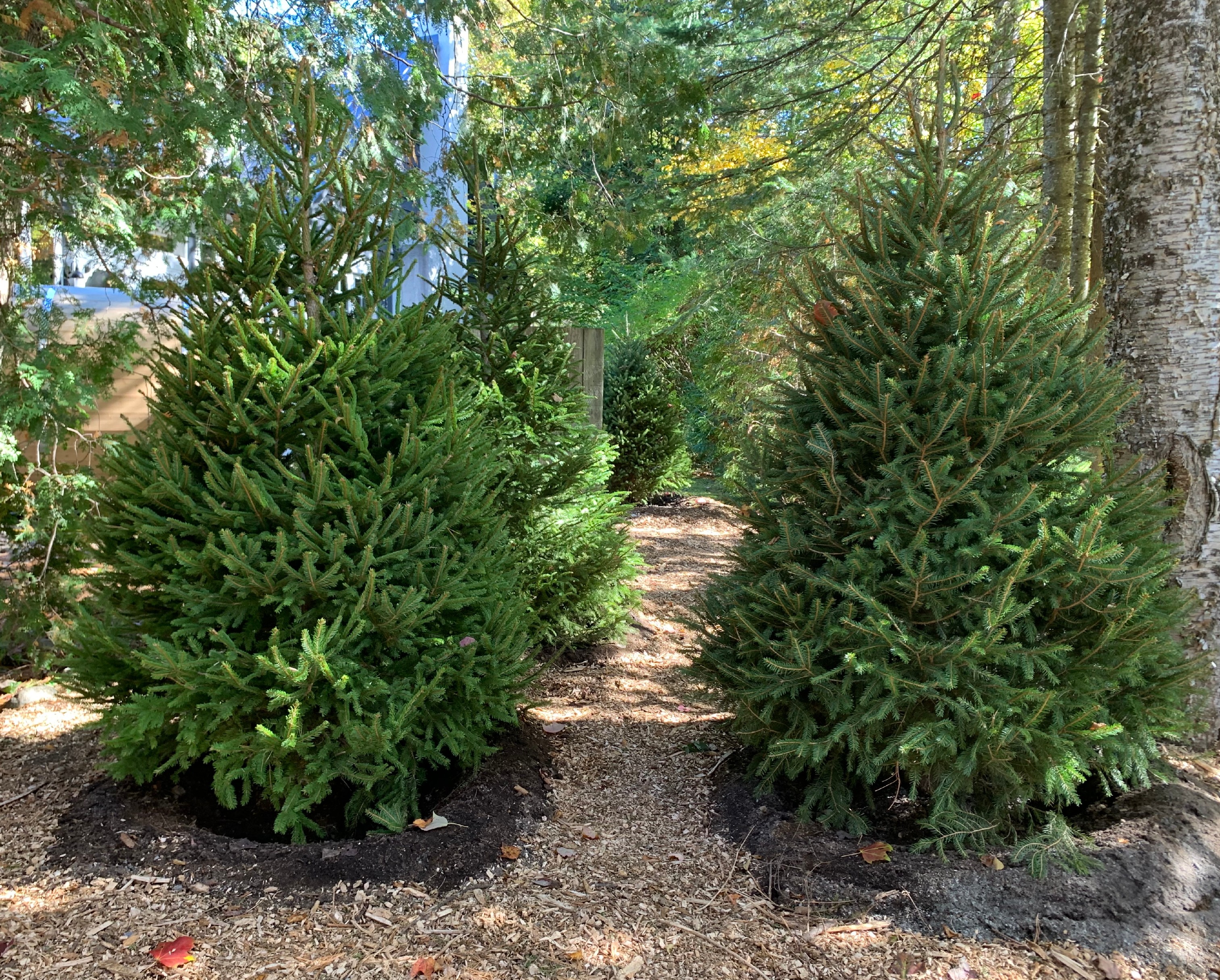 Plantations de vivaces et arbustes — massifs durables (Laurentides)